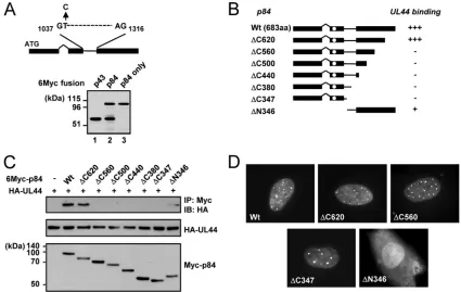 FIG. 4. CoIP assays to determine the region of UL112-113 p84 required for UL44 binding