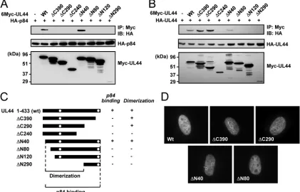 FIG. 5. CoIP assays to map the region of UL44 required for dimerization and UL112-113 p84 binding