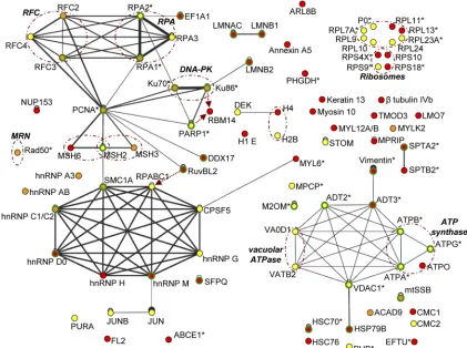 FIG. 5. In silicoprotein list from Table 1 and analysis tools provided by the VirHostNet interactome website (http://pbildb1.univ-lyon1.fr/virhostnet/login.php),complemented with additional information derived from the UniProtKB/SwissProt database and spec