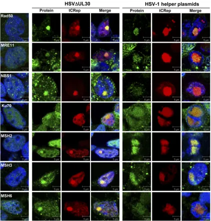 FIG. 7. Colocalization of cellular DNA repair factors with Rep in AAV RCs. Cells were processed as described in the legend to Fig