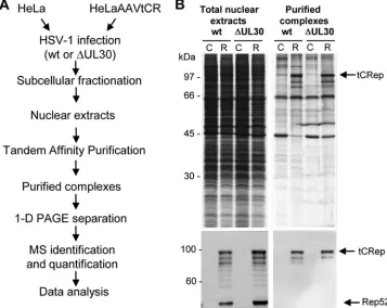FIG. 2. (A) Outline of the experimental procedure used to purify nuclear complexes associated with AAV Rep proteins