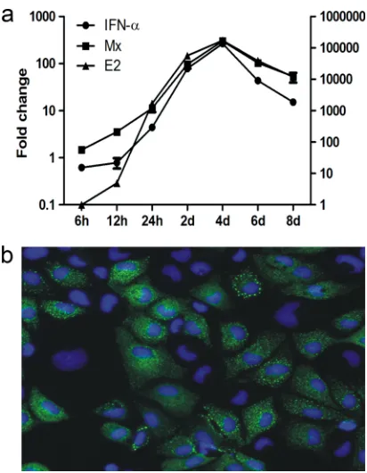 FIG. 2. (a) Expression and puriﬁcation of mature and truncated IFN-�(lane 2) in bacterial lysates