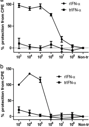 FIG. 6. Protection against CPE observed by morphology. The top row shows cells treated with rIFN-�protection against CPE at 10, which showed dose-dependent3 and 105 dilutions, while initial CPE were seen at a 106 dilution