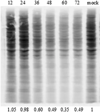 FIG. 11. (a) Induction of ISG mRNA by rIFN-�with TO cells for 24 h. The data are expressed as the mean fold changes in gene expressionIFN-of IFN-infected with 1 MOI of SAV-3