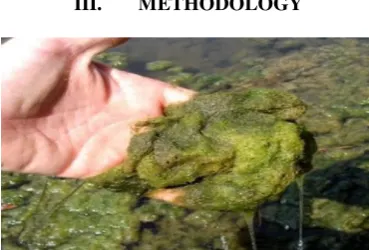 Fig 2: Extraction of algae oil from mini oil expeller. 