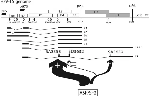 FIG. 9. Effect of ASF/SF2 on HPV-16 mRNA splicing in HeLa cells. ASF/SF2 is primarily stimulating splicing to SA3358 and at the same timeweakly inhibiting late splice site SD3632