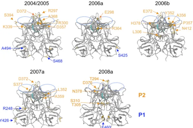 FIG. 6. 3-D locations of the subtype-speciﬁc amino acids in the capsid P domain dimer