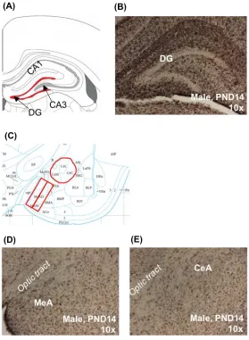 Figure 1. Microglia sample areas in the developing prairie vole brain. (A) The dentate gyrus (DG) was identified using established landmarks and the assistance of a brain atlas (figure adapted from Rebuli et al, 2016)