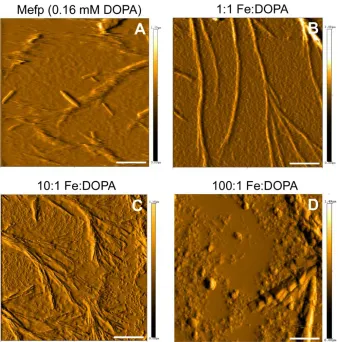 Figure 2.5:  Topography-flattened atomic force micrograph of inkjetted mussel adhesive protein, 1:1 Fe:DOPA, 10:1 Fe:DOPA, and 100:1 Fe:DOPA structures