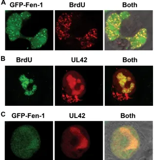 FIG. 8. Localization of Fen-1 and HSV-1 UL42 protein with replicating DNA in uninfected and infected cells