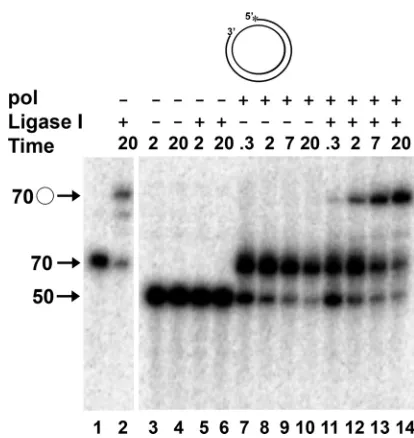 FIG. 2. Gap ﬁlling by HSV-1 pol creates ligatable nicks. Controlligation reactions were performed by incubating 0.5 nM 70/70 primer/