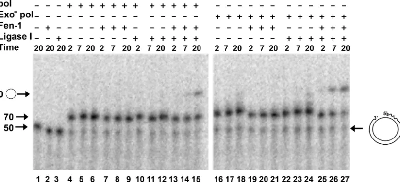 TABLE 1. Initial rates of removal of nucleotides from DNA- and RNA-containing primer/templates by Fen-1 and HSV-1 DNA polymerase