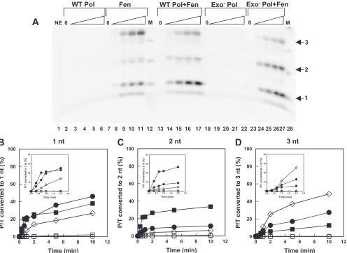 FIG. 7. RNA-containing P/T was incubated with wild-type or exo�performed as described in the legend to Fig