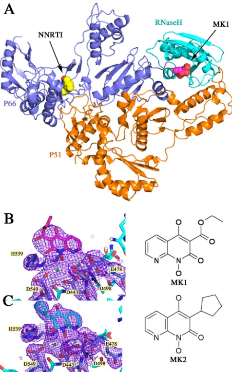 FIG. 1. Structures of compounds MK1 and MK2 bound to theRNase H active site of HIV-1 RT