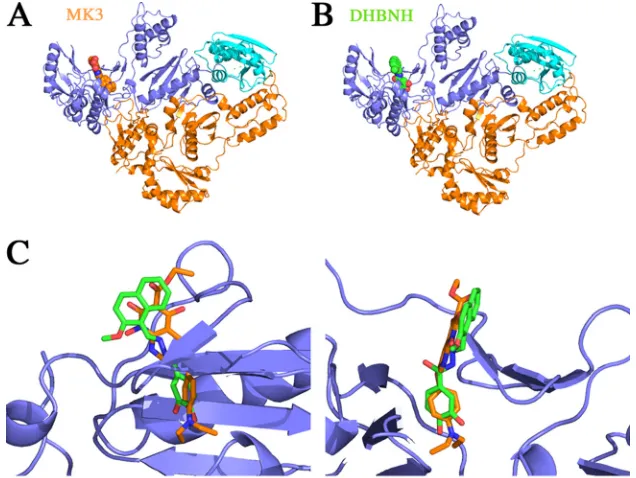 FIG. 6. Comparison of the binding of MK3 and DHBNH away from the RNase H active site. (A) The structure of full-length RT is shown asa ribbon diagram (p66 subunit in blue and p51 subunit in orange) bound to MK3 (orange) on the left and DHBNH (green) on the right(16).