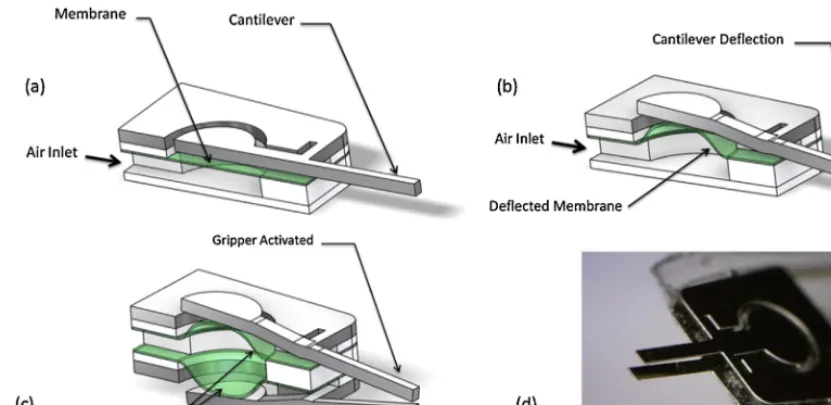 Fig. 1. Schematic drawings of working principle of the gripper device (a–c), and picture of assembled micro-gripper (d).