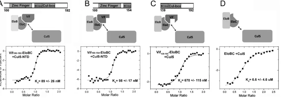 FIG. 3. (A to C) ITC analysis of Cul5 titrated into the Vif(D) ITC analysis of Cul5 titrated into EloBC