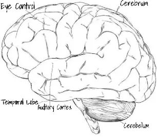 Fig. 1. Some functional parts of brain   