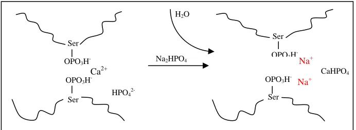 Fig. 1.4: Action of emulsifying salts (redrawn from Berger et al., 1989; Dees, 2002). Fig