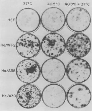 FIG. 5.fromplated,seededdownlightly Effect of temperature shift on colony formation by SV40-transformed hamster cells