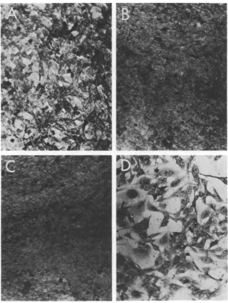 FiG. 1.nonpermissiveattures. 39.5 Appearance of SV40-transformed BALB-3T3 cells at the permissive and nonpermissive tempera- (A) WT-transformed cells (Balb/WT) at the permissive temperature, 33 C