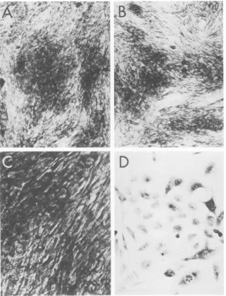 FIG.2.temperature,theWT-transformed Appearance of SV40-transformed HEF cells at the permissive and nonpermissive temperatures