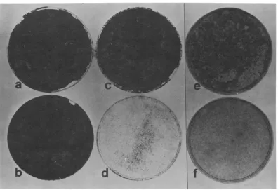 FIG. 3.shownshiftand Morphology of (a) WT4 at 41 C and (b) tsA28.3 at 41 C. Cells were seeded as in the legend to Fig