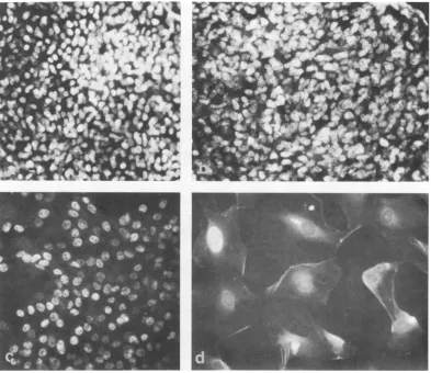 FIG. 5.afterformantThe T antigen staining of (a) WT4 at 33 C, (b) tsA28.3 at 33 C, (c) WT4 at 41 C, and (d) tsA28.3 at 41 C