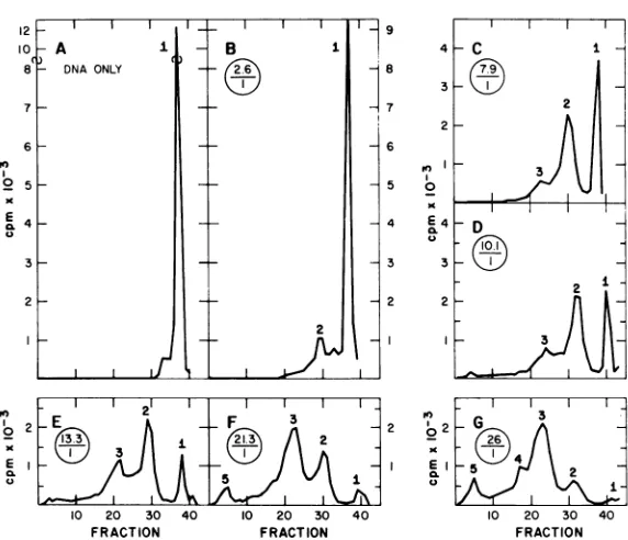 FIG. 3.greaterD,ratiosmethodcapsids E, Change in the sedimentation of polyoma type I [8HIDNA after incubation with polyoma empty and the influence of the ratio of protein to DNA concentrations on the reaction