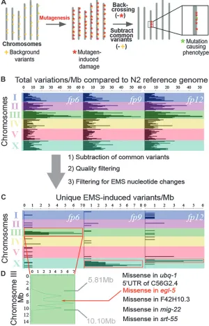 Figure 1.—Mapping mutations on the basis of