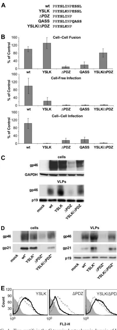FIG. 1. Two motifs in the C-terminal cytoplasmic domain of HTLV-1Env modulate Env expression and functional activity