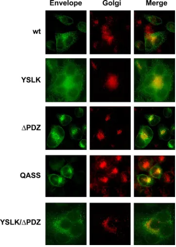 FIG. 2. Intracellular distribution of HTLV-1 envelope in HeLa-P4cells. HeLa-P4 cells were transfected with the indicated HTLV-1 Env