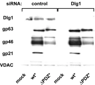 FIG. 4. Dlg1 is not a binding partner for the PDZ-binding ligand ofHTLV-1 Env. HeLa-P4 cells were transfected with pooled siRNA