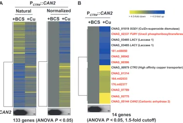 Figure 3.—Genes regu-