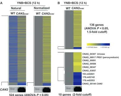 Figure 4.—Genes regu-