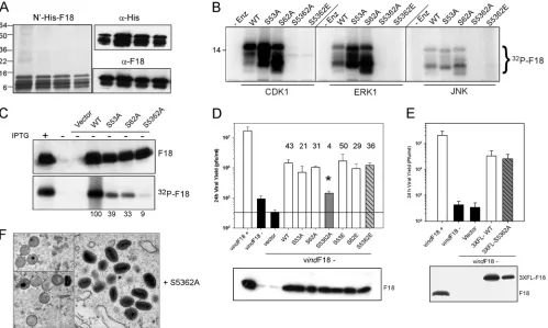FIG. 8. Characterization of the role of the PSSP motifs in the phosphorylation of F18(B) The phosphorylation of F18the S53A, S62A, S5362A, and S5362E mutants were used as substrates forthe peak of puriﬁed protein was examined by silver staining (left panel