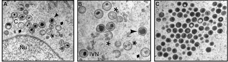 FIG. 1. Electron microscopic examination reveals a clear morphogenesis defect in cells infected with vindaberrant nucleoids
