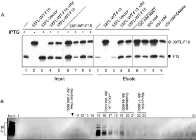FIG. 2. F18:F18 interactions in vivoinfected with vshown in lanes 1 to 5, the beads were washed with buffer containing 150 mM NaCl prior to elution, whereas the beads for the samples shown inlanes 6, 7, and 8 were washed with buffer containing 100, 300, an