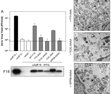 FIG. 6. Assessing the contribution of conserved clusters of hydrophobic and/or aromatic residues to the function of F18 in vivocomplementation assay