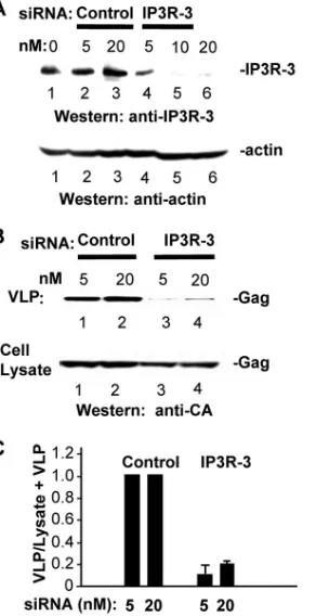 FIG. 1. siRNA-targeted depletion of endogenous IP3R-1 inhibitsGag release. (A) IP3R-1 and IP3R-3 levels in HeLa cells mock trans-