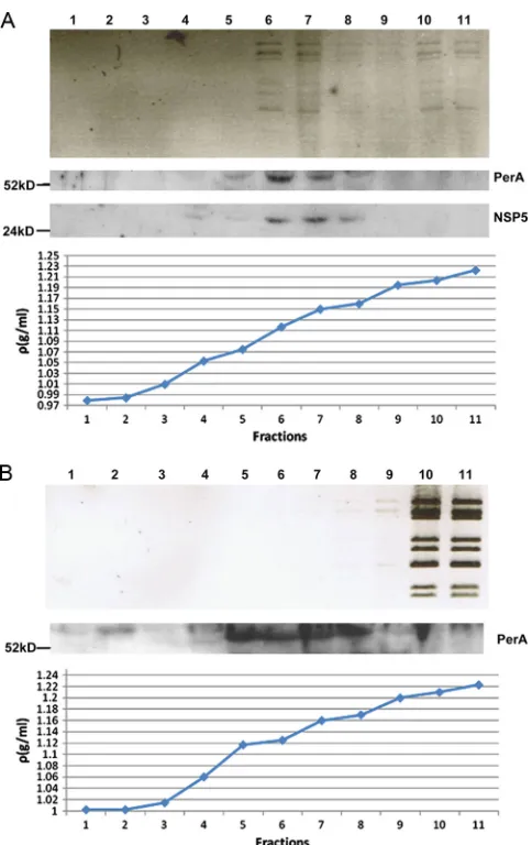 FIG. 8. Fractions of iodixanol gradients in which extracts of rota-virus-infected (A) and uninfected cells spiked with CsCl gradient-