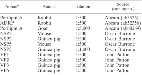 TABLE 1. Primary antibodies used for confocal microscopy