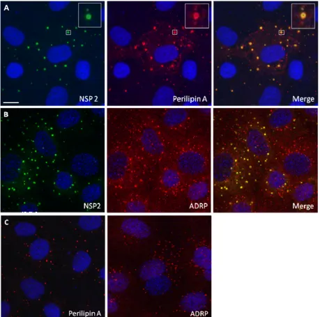 FIG. 1. NSP2 colocalizes with LD-associated proteins perilipin A and ADRP in viroplasms