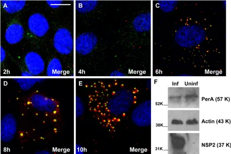 FIG. 4. (A to E) Time course analysis of viroplasm development in rotavirus-infected MA104 cells showing the recruitment of LD-associatedproteins