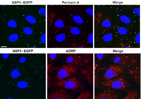 FIG. 6. NSP5-EGFP colocalizes with LD-associated proteins perilipin A and ADRP in viroplasms