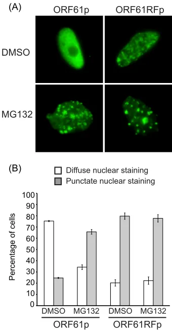 FIG. 2. Nuclear distribution of wild-type and RING ﬁnger mutantORF61p. MeWo cells grown on glass coverslips were transformed with