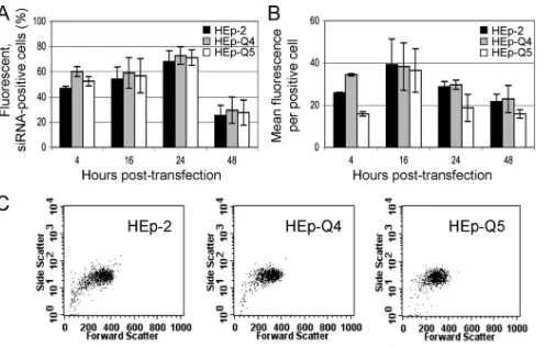 FIG. 2. Transfection efﬁciencies of ﬂuorescein-conjugated siRNAs in HEp-2, HEp-Q4, and HEp-Q5 cells