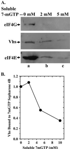 FIG. 2. Soluble 7-methyl GTP competes with 7-methyl GTP-Sepharose 4B for binding eIF4F and associated Vhs