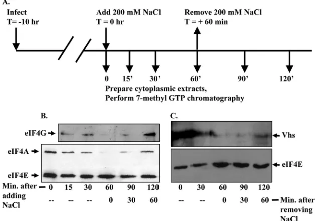 FIG. 3. Hypertonic shock causes rapid and reversible disruption of eIF4F and reversible dissociation of Vhs from the material that binds7-methyl GTP-Sepharose 4B