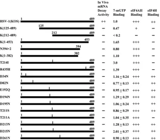 FIG. 4. Effect of Vhs mutations on binding of the protein to eIF4F, eIF4A, and eIF4H and its in vivo489-amino-acid Vhs polypeptide encoded by wild-type HSV-1 (strain KOS) is represented by a solid rectangle in line 1, and the structures ofvarious deletion 